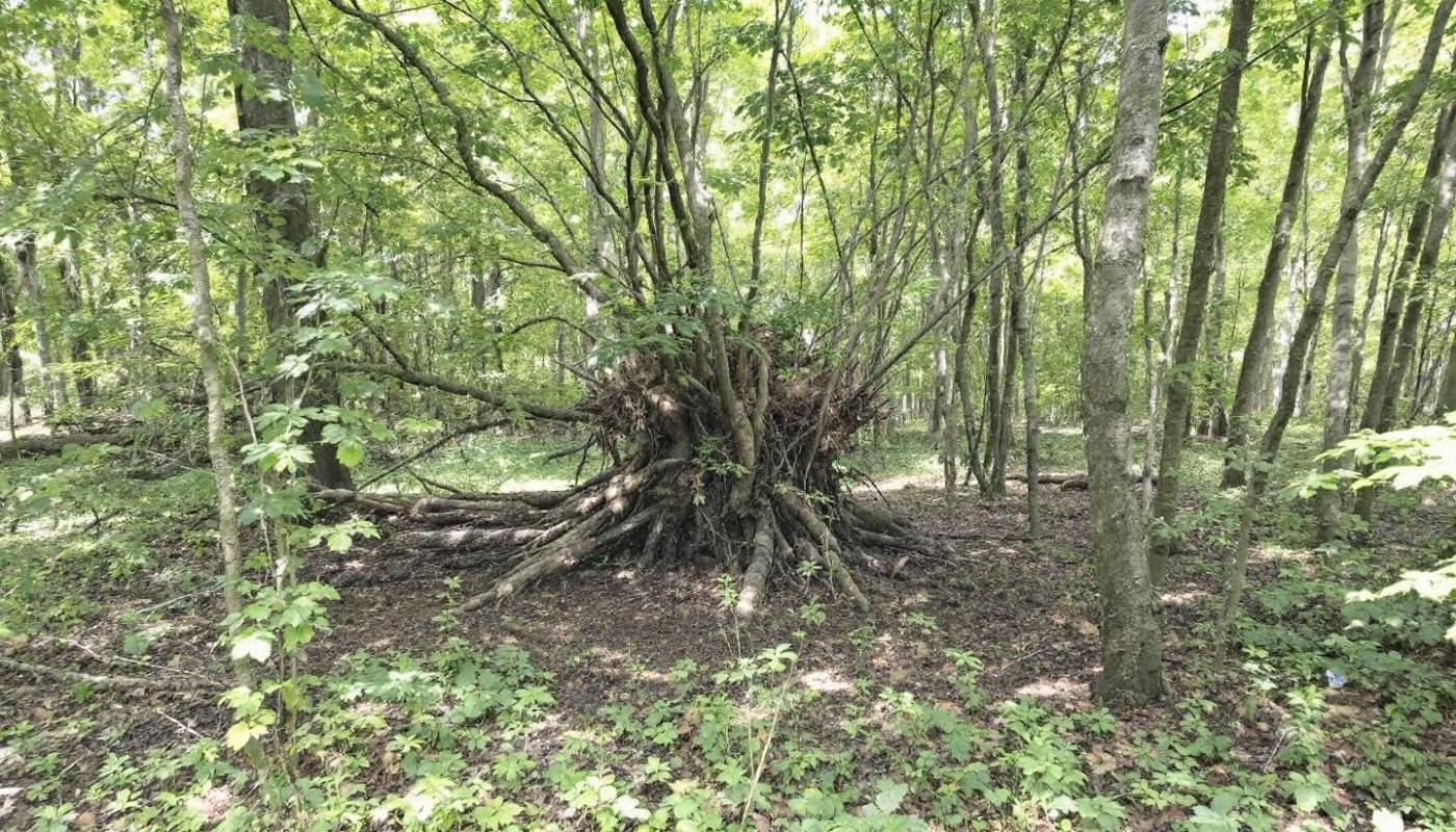 Stratégies pour une transition écologique efficace en entreprise